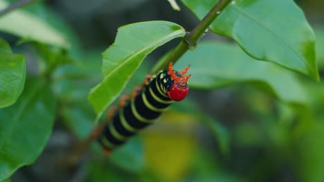 Caribbean-Red-head-caterpillar-hanging-from-a-twig-in-Grenada
