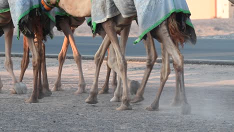 4K:-Dubai-Camel-caravan-going-through-the-Desert,-United-Arab-Emirates,-Camel-in-the-Desert-in-the-Persian-Gulf
