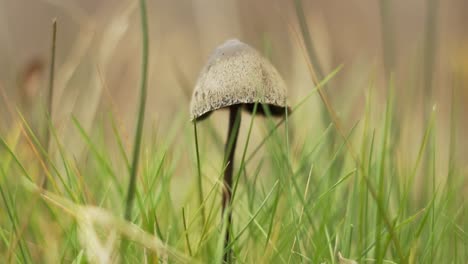 Single-standing-mushroom-growing-in-the-wild-forest