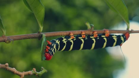Pseudosphinx-Caterpillar-on-a-plant-in-Grenada