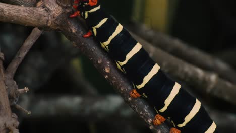 West-Indies-red-headed-frangipani-worm-crawls-up-the-twig-in-Grenada-garden