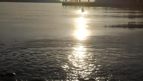 Sonnenaufgang-See,-Sonnenuntergang-Mit-Schwimmendem-Schwan