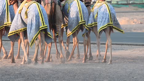 4K:-A-caravan-of-camels-during-their-daily-drill-at-a-Camel-Camp-in-Dubai,-United-Arab-Emirates,-Camel-in-the-Desert-in-the-Persian-Gulf