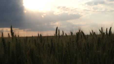 wheat-field-sky-pan-slow-closeup