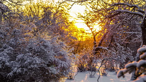 Snow-Covered-Forest-In-Golden-Horizon-During-Sunrise.-Timelapse