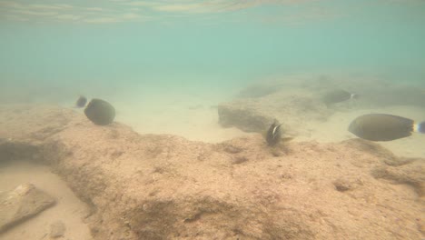 Tropische-Fische-Schwimmen-Im-Korallenriff-Der-Hanauma-Bay,-Dem-Besten-Schnorchelziel-In-Hawaii