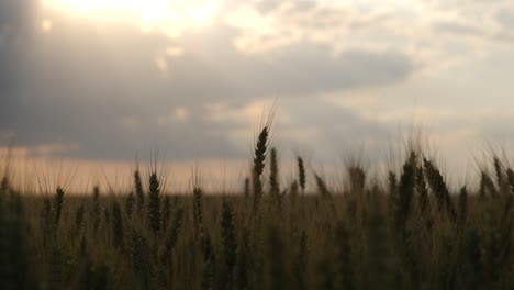 wheat-field-sky-pan-slow
