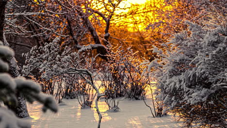 Schöner-Goldener-Sonnenuntergang-Hinter-Verschneiten-Winterbäumen-Und-Pflanzen-Am-Abend,-Zeitraffer