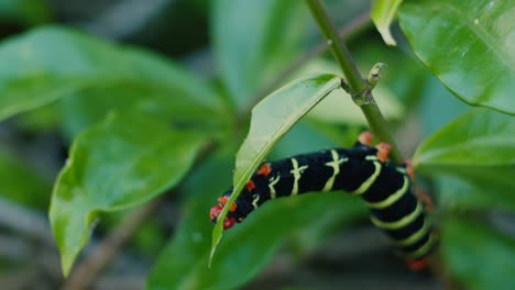 Frangipani-caterpillar-reaches-for-a-leaf-to-bite-in-Grenada