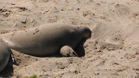 sea-lion-playing-in-the-sand
