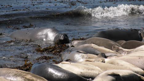 seals-on-beach-basking-in-the-sun