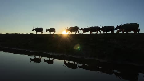 Silhouette-of-buffalo-herd-returning-home-at-sunset-with-shepherd-in-rural-Bangladesh