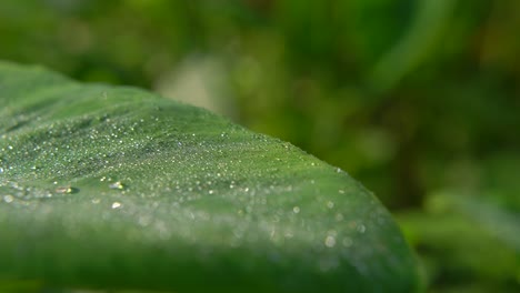 Morning-Dew-Fell-on-leaf