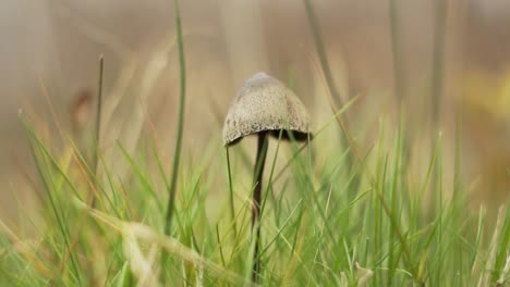 Beautiful-mushroom-growing-peacefully-in-the-autumn-grass