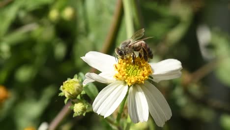 Biene,-Die-Im-Winter-An-Feldblumen-Arbeitet