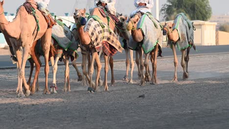 4k:-Una-Caravana-De-Camellos-Durante-Su-Ejercicio-Diario-En-Un-Campamento-De-Camellos-En-Dubai,-Emiratos-árabes-Unidos,-Camello-En-El-Desierto-Del-Golfo-Pérsico