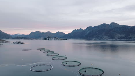 Scandinavian-fish-farming---salmon-pens-in-Lofoten,-Norway