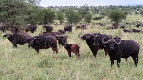 Büffelherde,-Die-In-Der-Savanne-Des-Serengeti-Nationalparks-In-Die-Kamera-Blickt,-Breit