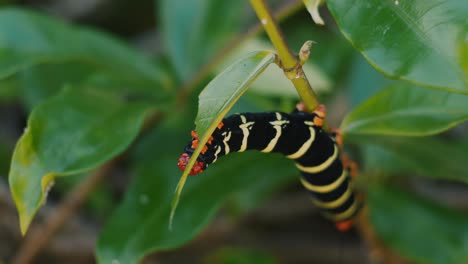 Caribbean-Frangipani-worm-infests-the-plants-in-Grenada