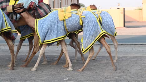 4k:-Caravana-De-Camellos-De-Dubai-Atravesando-El-Desierto,-Emiratos-árabes-Unidos,-Camello-En-El-Desierto-En-El-Golfo-Pérsico