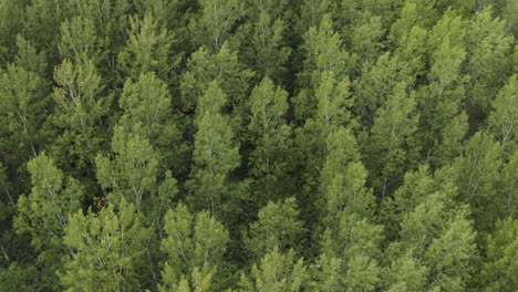 Green-poplar-tree-woodland-in-summer-afternoon-from-drone-pov,-aerial-shot-of-cottonwood-forest-in-Serbia