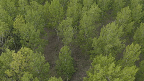 Green-poplar-tree-woodland-in-summer-from-drone-pov,-aerial-shot