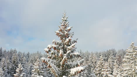 Tall-fir-tree-covered-in-cones-on-the-background-of-a-snowy-forest