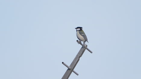 Japanese-tit-chirping-and-perching-on-a-TV-antenna-in-an-urban-Japanese-city-on-a-clear-cloudless-day