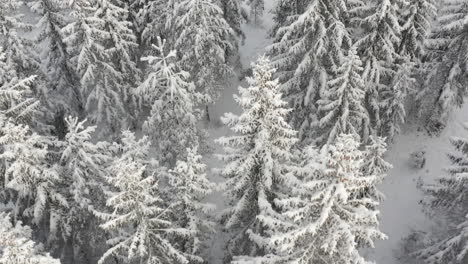 Passing-over-a-fir-tree-forest-close-to-the-treetops