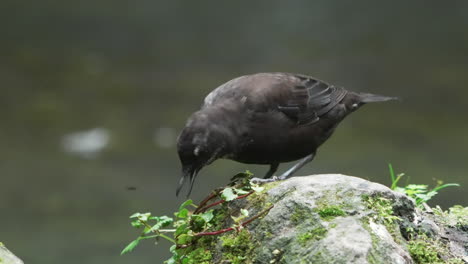 Cute-brown-dipper-perching-on-an-algae-covered-stone-on-the-stream-bank-foraging,-running-stream-in-the-background