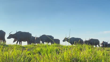 Wild-buffalo-herd-passing-grassland-in-a-sunny-day