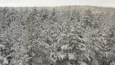 Flying-over-a-snowy-forest-close-to-the-treetops