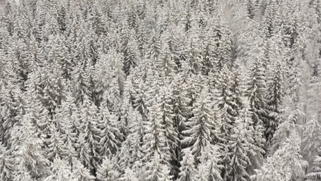 Passing-over-a-magical-fir-tree-forest