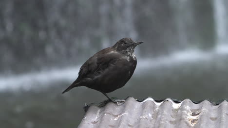 Brown-dipper-looking-around-while-resting-on-a-metallic-roofing-and-balancing-on-one-leg-to-minimize-heat-loss,-waterfall-in-the-background