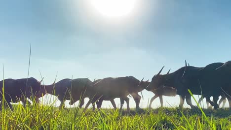 Buffalo-herd-passing-grass-land-with-overhead-midday-harsh-sun