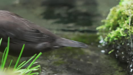 Close-up-of-a-brown-dipper-jumping-on-the-streambank