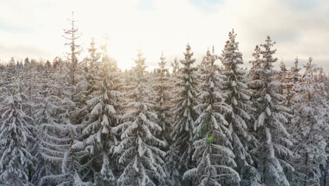 Passing-by-tall-firs-covered-in-thick-snow-and-sunlight