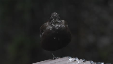 Round-brown-dipper-balancing-on-one-leg-to-minimize-heat-loss,-resting-on-a-metallic-roofing-in-front-of-a-waterfall,-front-shot-medium-close-up