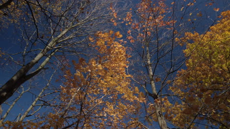 Low-angle-exterior-shot-looking-upwards-to-windy-autumn-tree-canopy-set-against-a-clear-blue-sky