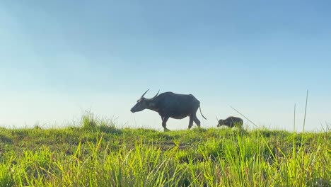Buffalo-mother-walking-with-her-calf-at-a-grassland
