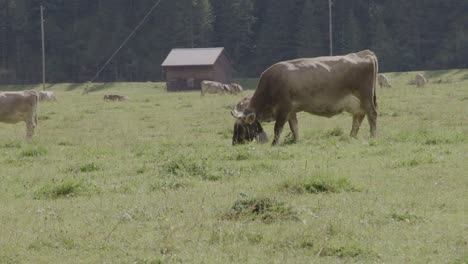 Mountain-cattle-live-in-an-healthy-and-natural-environment