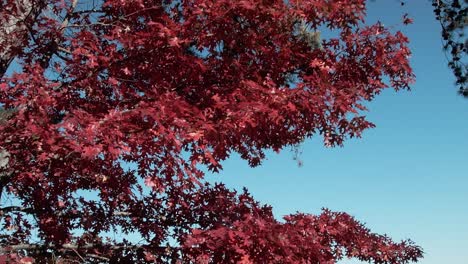 Ein-Neigungsschuss,-Der-Rote-Herbstblätter-Im-Vordergrund-Mit-Einem-Ruhigen-See-Und-Einem-Blauen-Himmel-Im-Hintergrund-Enthüllt