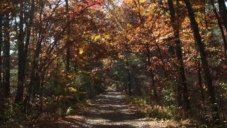 Eine-Neigungsaufnahme-Eines-Herbstlichen-Waldweges,-Während-Die-Sonne-In-Dieser-Neuengland-Szene-Durch-Gelbe,-Rote-Und-Orangefarbene-Blätter-Scheint