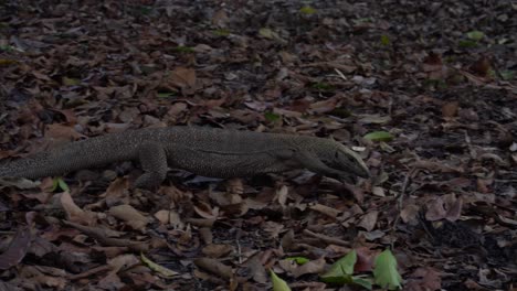 A-monitor-lizard-walking-on-brown-leaves,-Tracking-shot