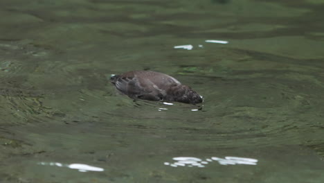 Close-up-of-a-cute-brown-dipper-swimming-and-diving-to-forage-in-clear-stream