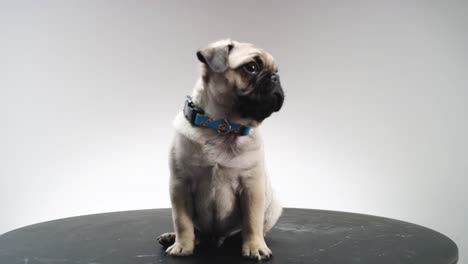 Pug-puppy-fawn-color,-adorable-cute-and-small-on-a-turn-table-cinematic-look-shot-on-a-RED-cinema-camera