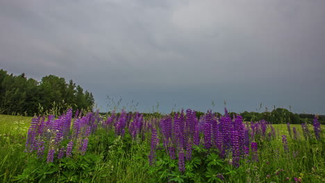 Powerful-storm-clouds-flowing-above-rural-meadow-with-blooming-pink-flowers