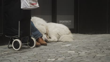 Obdachloser-Mit-Ihrem-Hund-Auf-Der-Straße
