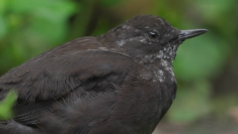 Close-up-of-a-brown-dipper-blinking-showing-its-white-eyelids