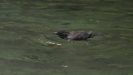Brown-dipper-swimming,-floating-and-diving-into-clear-stream-to-forage,-close-up